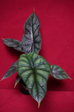 Load image into Gallery viewer, Alocasia Dragon Scale 4" Pot