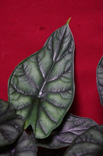 Load image into Gallery viewer, Alocasia Dragon Scale 4" Pot