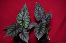 Load image into Gallery viewer, Alocasia Dragon Scale 4" Pot