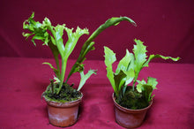 Load image into Gallery viewer, Mystery Rare Microsorum Fern