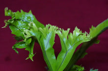 Load image into Gallery viewer, Mystery Rare Microsorum Fern