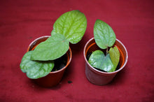 Load image into Gallery viewer, Piper Species Ex. Borneo