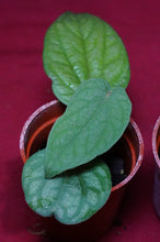 Load image into Gallery viewer, Piper Species Ex. Borneo