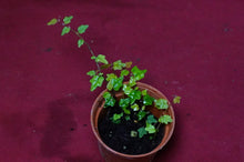 Load image into Gallery viewer, Ficus Pumila Quercifolia String of Frogs 2" Pot