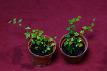 Load image into Gallery viewer, Ficus Pumila Quercifolia String of Frogs 2" Pot
