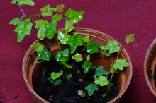 Load image into Gallery viewer, Ficus Pumila Quercifolia String of Frogs 2" Pot