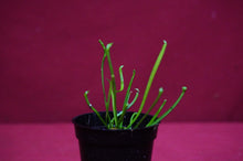 Load image into Gallery viewer, Sarracenia Hurricane Creek White 2" Pot