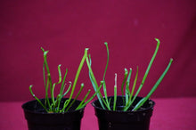 Load image into Gallery viewer, Sarracenia Hurricane Creek White 2" Pot