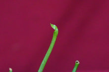 Load image into Gallery viewer, Sarracenia Hurricane Creek White 2" Pot