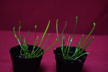 Load image into Gallery viewer, Sarracenia Hurricane Creek White 2" Pot