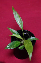 Load image into Gallery viewer, Philodendron Golden Dragon Exact Plant