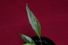 Load image into Gallery viewer, Philodendron Golden Dragon Exact Plant