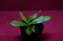 Load image into Gallery viewer, Nepenthes Diana 2" Pot