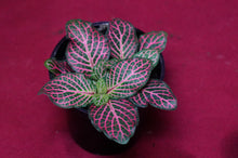 Load image into Gallery viewer, Fittonia Albivenis Red 2" Pot