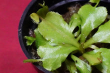 Load image into Gallery viewer, Venus Flytrap Cup Trap 2" Pot