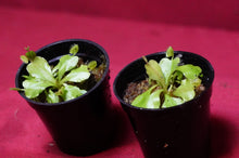Load image into Gallery viewer, Venus Flytrap Cup Trap 2" Pot