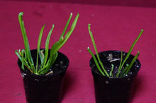 Load image into Gallery viewer, Sarracenia Alata #14 2" Pot