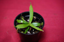 Load image into Gallery viewer, Nepenthes Albomarginata 2" Pot