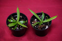 Load image into Gallery viewer, Nepenthes Albomarginata 2" Pot