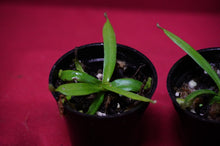 Load image into Gallery viewer, Nepenthes Albomarginata 2" Pot