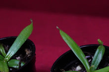Load image into Gallery viewer, Nepenthes Albomarginata 2" Pot