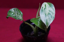 Load image into Gallery viewer, Monstera Bulbasaur Exact Plant 2" Pot