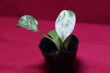 Load image into Gallery viewer, Monstera Bulbasaur Exact Plant 2" Pot