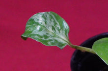 Load image into Gallery viewer, Monstera Bulbasaur Exact Plant 2" Pot