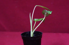Load image into Gallery viewer, Monstera Bulbasaur Exact Plant 2" Pot