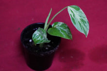 Load image into Gallery viewer, Monstera Bulbasaur Exact Plant 2" Pot