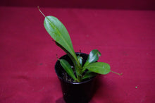 Load image into Gallery viewer, Nepenthes Briggsiana 2" Pot