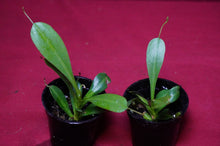 Load image into Gallery viewer, Nepenthes Briggsiana 2" Pot