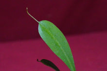 Load image into Gallery viewer, Nepenthes Briggsiana 2" Pot