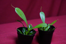 Load image into Gallery viewer, Nepenthes Briggsiana 2" Pot