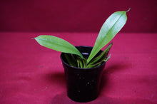 Load image into Gallery viewer, Nepenthes Briggsiana 2" Pot