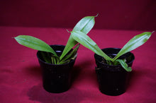 Load image into Gallery viewer, Nepenthes Briggsiana 2" Pot