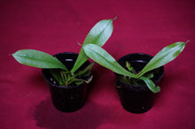 Load image into Gallery viewer, Nepenthes Briggsiana 2" Pot