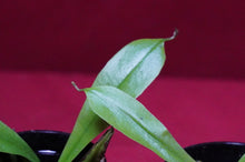 Load image into Gallery viewer, Nepenthes Briggsiana 2" Pot