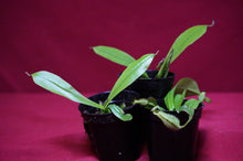 Load image into Gallery viewer, Nepenthes Briggsiana 2" Pot