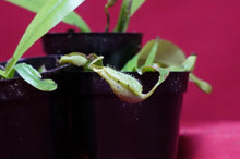 Load image into Gallery viewer, Nepenthes Briggsiana 2" Pot