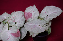 Load image into Gallery viewer, Syngonium Podophyllum Milk Confetti 4" Pot