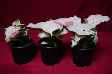 Load image into Gallery viewer, Syngonium Podophyllum Milk Confetti 4" Pot