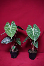 Load image into Gallery viewer, Alocasia Morocco Pink Dragon 4" Pot