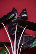 Load image into Gallery viewer, Alocasia Morocco Pink Dragon 4" Pot