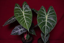 Load image into Gallery viewer, Alocasia Morocco Pink Dragon 4" Pot
