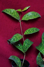 Load image into Gallery viewer, Aeschynanthus Black Pagoda 2" Pot