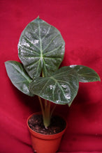 Load image into Gallery viewer, Alocasia Regal Shield 4" Pot