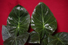 Load image into Gallery viewer, Alocasia Regal Shield 4" Pot
