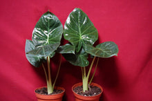Load image into Gallery viewer, Alocasia Regal Shield 4" Pot