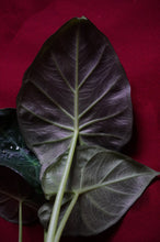 Load image into Gallery viewer, Alocasia Regal Shield 4" Pot